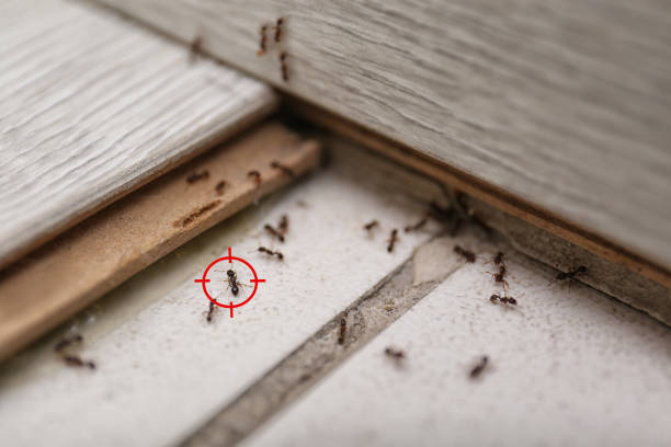 Pest Control Cost in Diamond Bar, CA