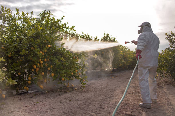 Best Ant Control Services  in Diamond Bar, CA