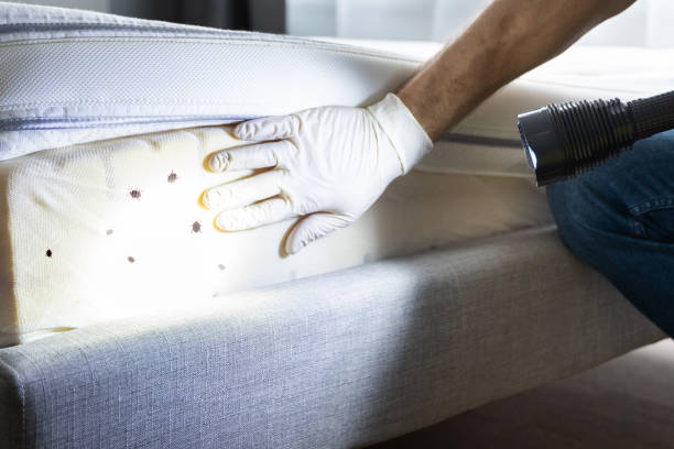 Best Rat Extermination Near Me  in Diamond Bar, CA