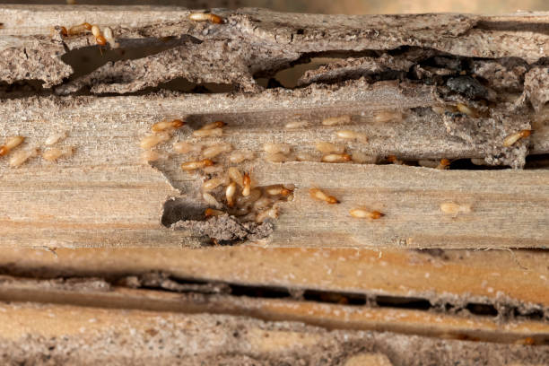 Best Pest Control Near Me  in Diamond Bar, CA